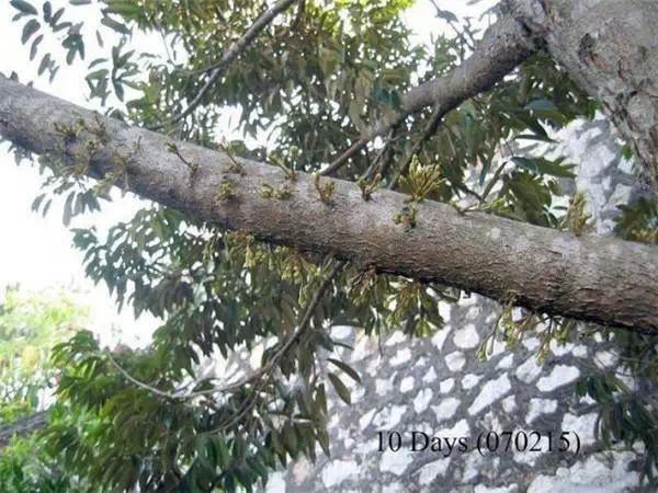 你知道嗎？號稱水果之王的榴槤「生長過程」居然是...（美到爆，真沒見過！）