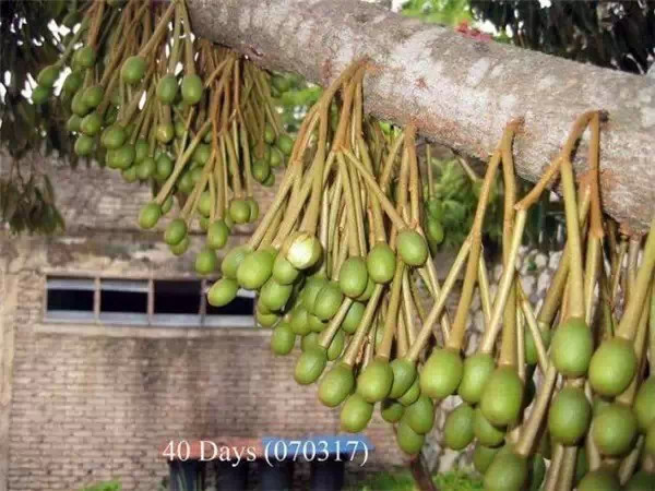 你知道嗎？號稱水果之王的榴槤「生長過程」居然是...（美到爆，真沒見過！）