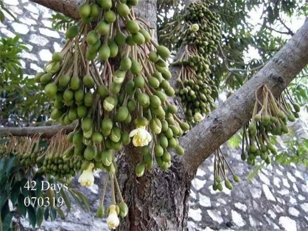 你知道嗎？號稱水果之王的榴槤「生長過程」居然是...（美到爆，真沒見過！）