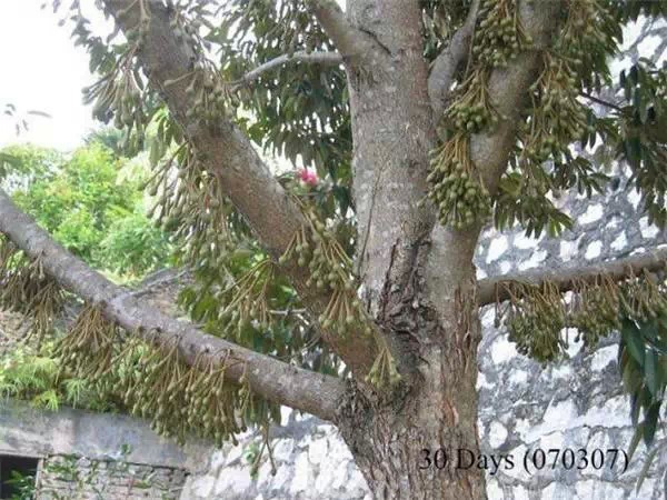 你知道嗎？號稱水果之王的榴槤「生長過程」居然是...（美到爆，真沒見過！）