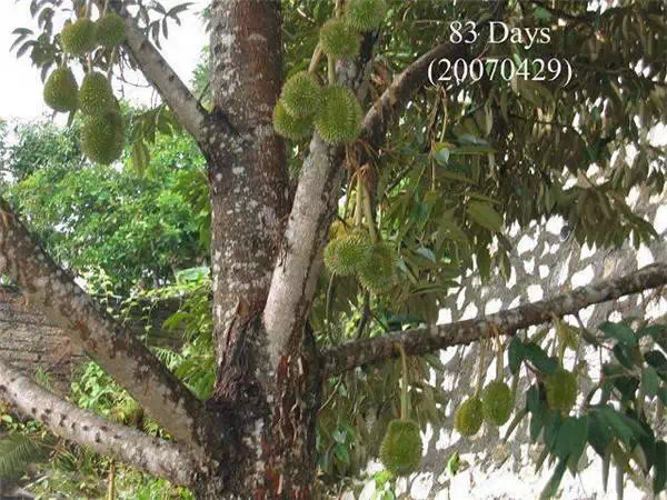 你知道嗎？號稱水果之王的榴槤「生長過程」居然是...（美到爆，真沒見過！）