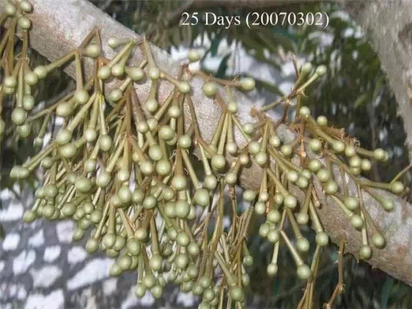 你知道嗎？號稱水果之王的榴槤「生長過程」居然是...（美到爆，真沒見過！）