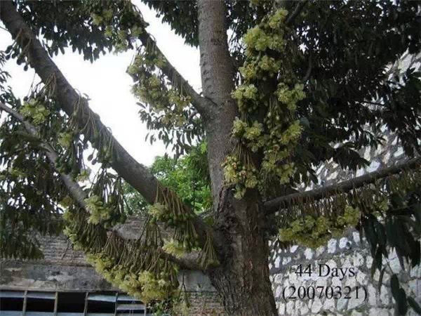 你知道嗎？號稱水果之王的榴槤「生長過程」居然是...（美到爆，真沒見過！）