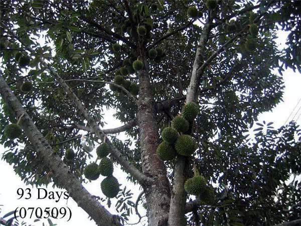 你知道嗎？號稱水果之王的榴槤「生長過程」居然是...（美到爆，真沒見過！）