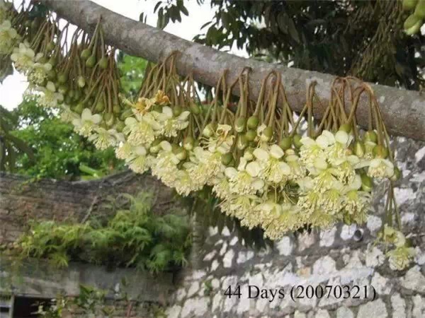 你知道嗎？號稱水果之王的榴槤「生長過程」居然是...（美到爆，真沒見過！）