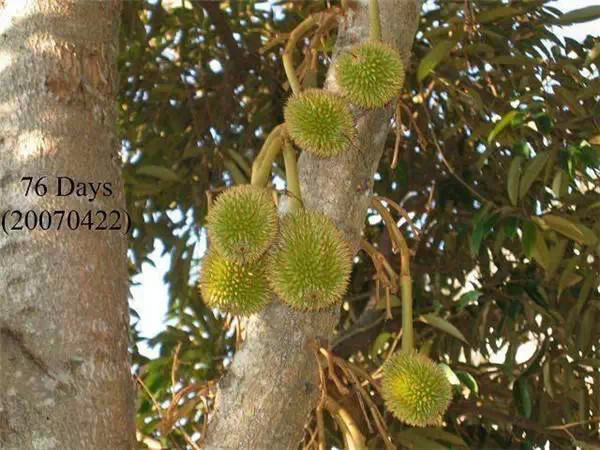 你知道嗎？號稱水果之王的榴槤「生長過程」居然是...（美到爆，真沒見過！）