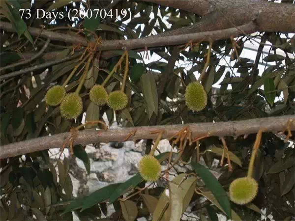 你知道嗎？號稱水果之王的榴槤「生長過程」居然是...（美到爆，真沒見過！）