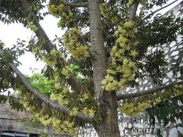 你知道嗎？號稱水果之王的榴槤「生長過程」居然是...（美到爆，真沒見過！）