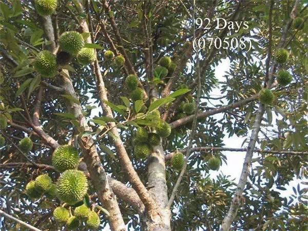 你知道嗎？號稱水果之王的榴槤「生長過程」居然是...（美到爆，真沒見過！）