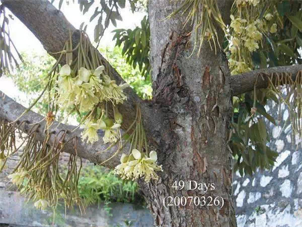 你知道嗎？號稱水果之王的榴槤「生長過程」居然是...（美到爆，真沒見過！）