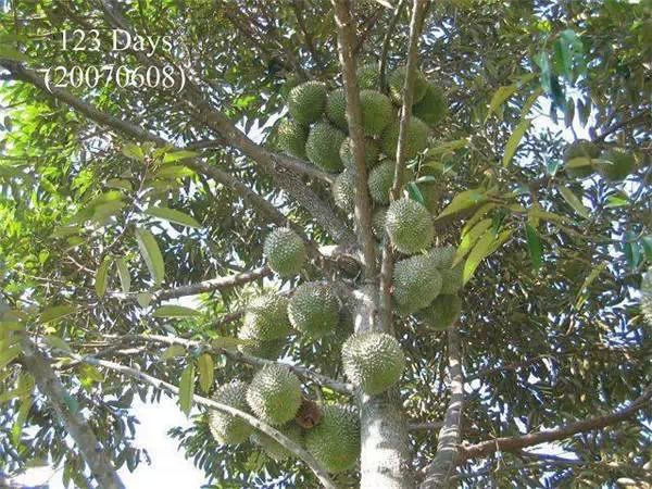 你知道嗎？號稱水果之王的榴槤「生長過程」居然是...（美到爆，真沒見過！）