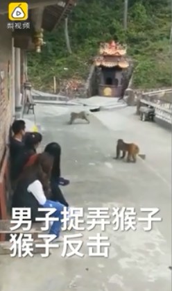 男子開心「推猴子下水」自以為幽默！幾秒後猴子「暴風式逆襲」讓他完蛋了！