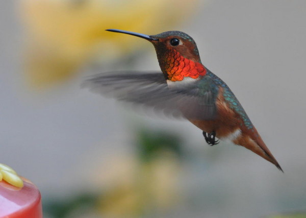 獨居阿公閒著沒事「在後院種樹兼賞鳥」，有天「一對母子來到他窗前...」結局暖哭所有人！