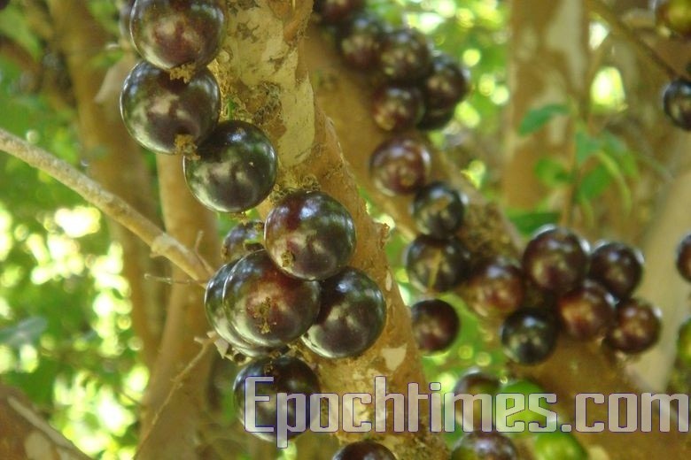 獨居阿公閒著沒事「在後院種樹兼賞鳥」，有天「一對母子來到他窗前...」結局暖哭所有人！