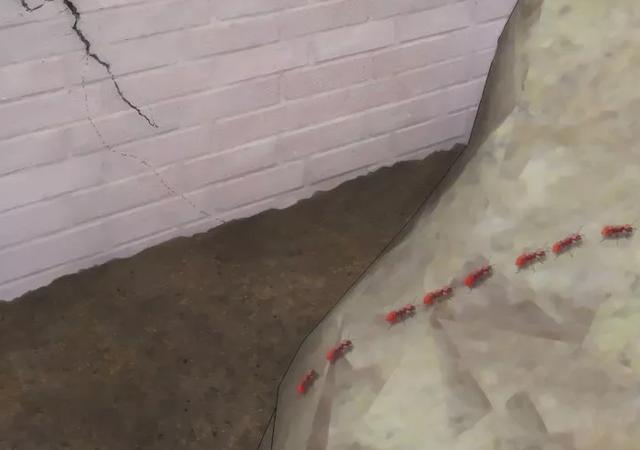 家裡發現螞蟻怎麼辦？不用擔心教你一招「不用滅蟲劑」消滅螞蟻