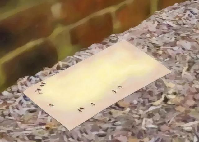 家裡發現螞蟻怎麼辦？不用擔心教你一招「不用滅蟲劑」消滅螞蟻