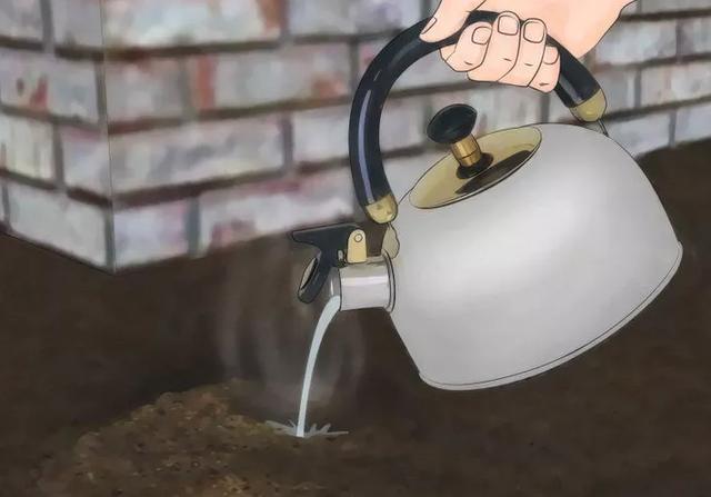家裡發現螞蟻怎麼辦？不用擔心教你一招「不用滅蟲劑」消滅螞蟻