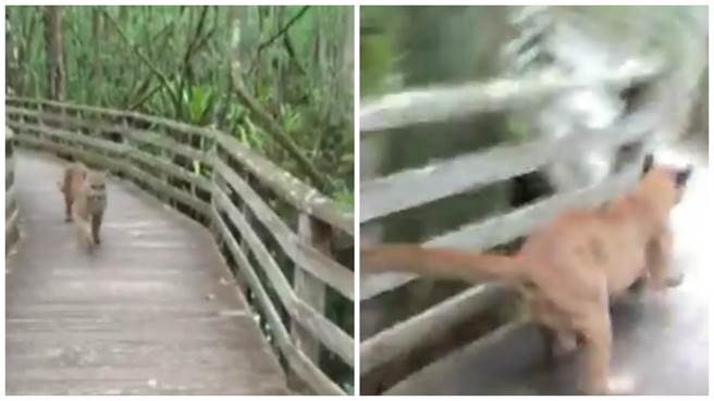 她登山時遇到「野豹直衝而來」嚇得以為自己完蛋了，沒想到下一秒「野豹的反應」讓她驚訝不已！