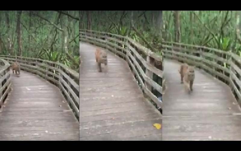 她登山時遇到「野豹直衝而來」嚇得以為自己完蛋了，沒想到下一秒「野豹的反應」讓她驚訝不已！