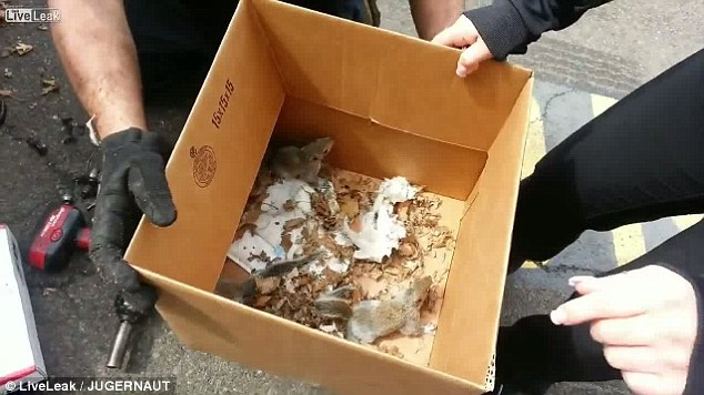 新車才剛買「輪胎就怪怪的」！　他一拆下前輪才發現「一家4口住在裡面」嗨翻：還好有發現