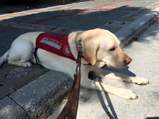 終於載到導盲犬！司機大哥開廣播「興奮宣傳40分」訓練員讚：最大鼓勵！