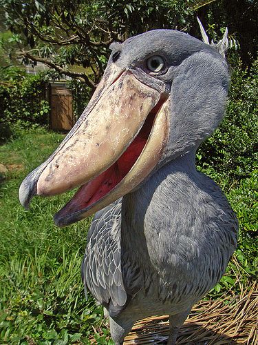 藍色大鳥「外型呆得很詭異」連鱷魚都怕牠　動物園員工笑曝：免驚！牠頭太大飛不起來