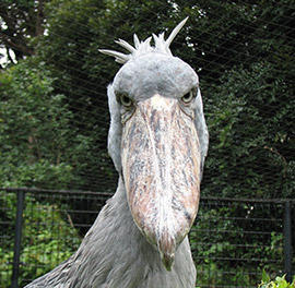 藍色大鳥「外型呆得很詭異」連鱷魚都怕牠　動物園員工笑曝：免驚！牠頭太大飛不起來