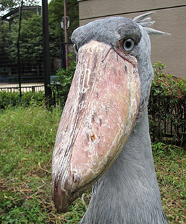 藍色大鳥「外型呆得很詭異」連鱷魚都怕牠　動物園員工笑曝：免驚！牠頭太大飛不起來