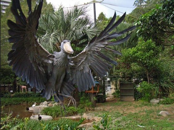 藍色大鳥「外型呆得很詭異」連鱷魚都怕牠　動物園員工笑曝：免驚！牠頭太大飛不起來