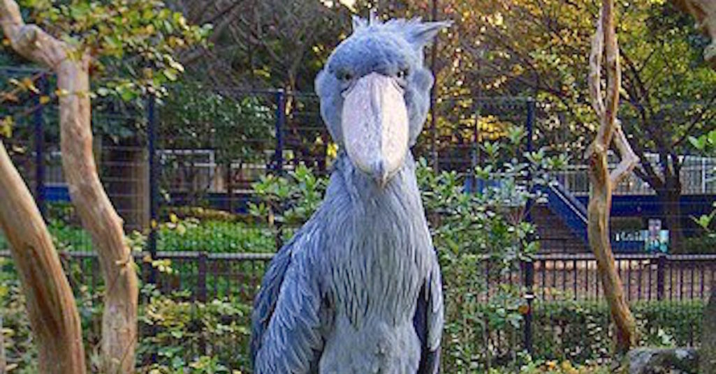 藍色大鳥「外型呆得很詭異」連鱷魚都怕牠　動物園員工笑曝：免驚！牠頭太大飛不起來