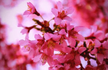 農曆這幾天出生「天生有富貴命」，有你嗎？