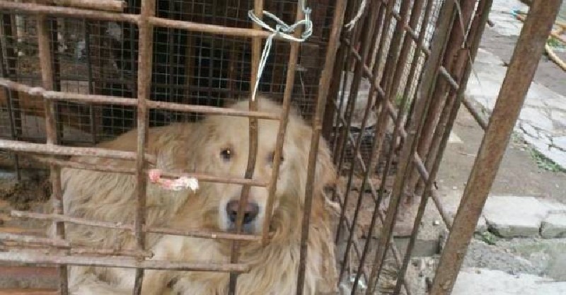 屠宰場大黃狗「鬼哭神嚎」，路過老漢出手相救，5年後回家老漢淚流滿面！