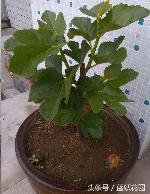 家裡種無花果「記住2點」果子長的多又大，全家人都吃不完