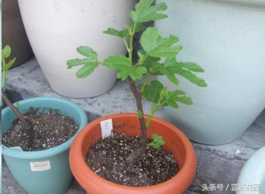家裡種無花果「記住2點」果子長的多又大，全家人都吃不完