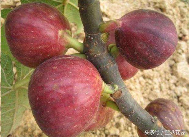 家裡種無花果「記住2點」果子長的多又大，全家人都吃不完