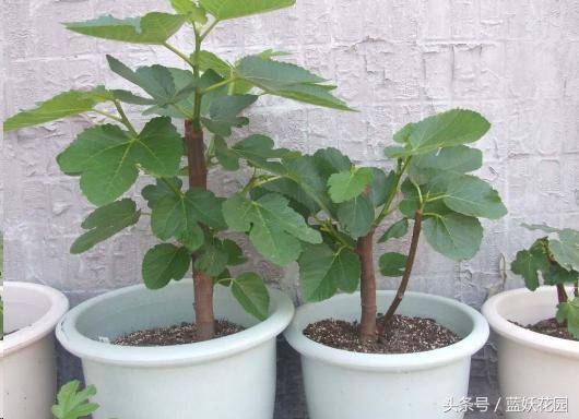 家裡種無花果「記住2點」果子長的多又大，全家人都吃不完