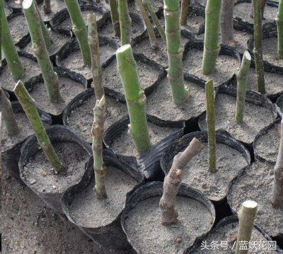 家裡種無花果「記住2點」果子長的多又大，全家人都吃不完