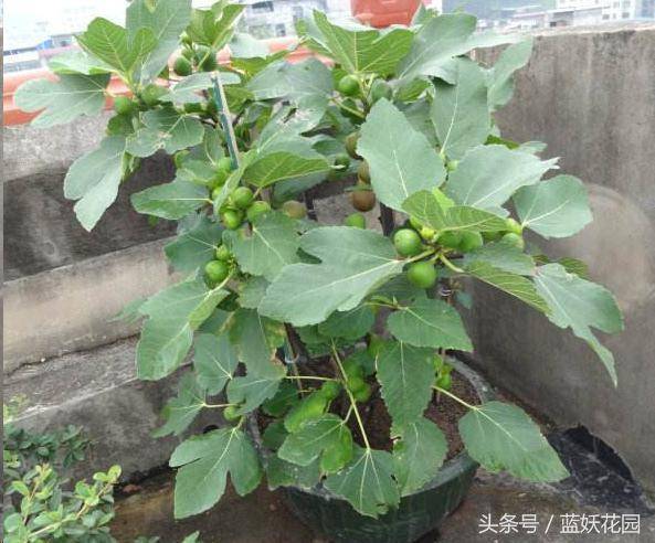 家裡種無花果「記住2點」果子長的多又大，全家人都吃不完