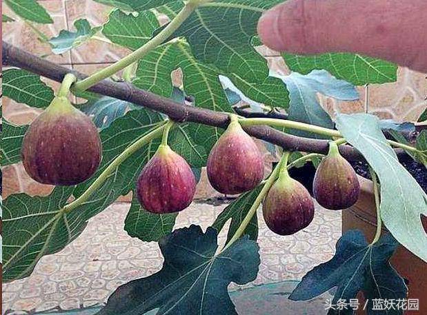 家裡種無花果「記住2點」果子長的多又大，全家人都吃不完