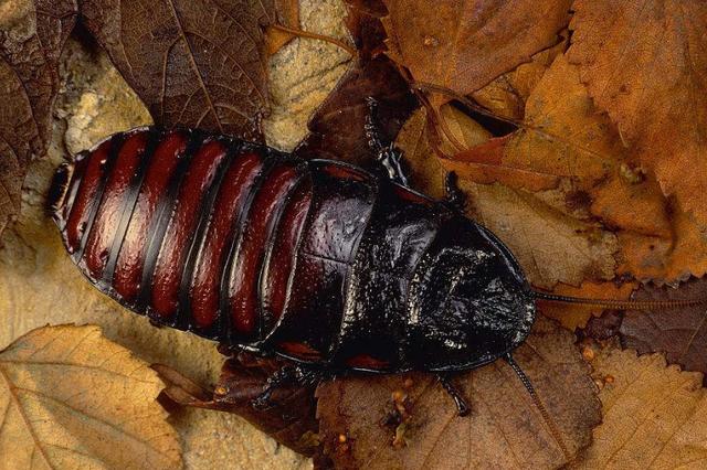 家裡蟑螂太多怎麼辦？試試這個土方法「只需2瓣大蒜」家裡蟑螂一鍋端