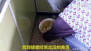 阿婆教你做「蟑螂聚寶盆」超簡單4步驟！廚房隨便放「幾天後只剩空殼」比除蟲劑還讚