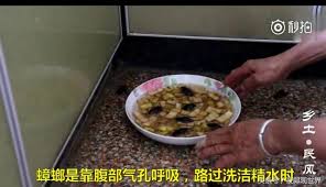 阿婆教你做「蟑螂聚寶盆」超簡單4步驟！廚房隨便放「幾天後只剩空殼」比除蟲劑還讚