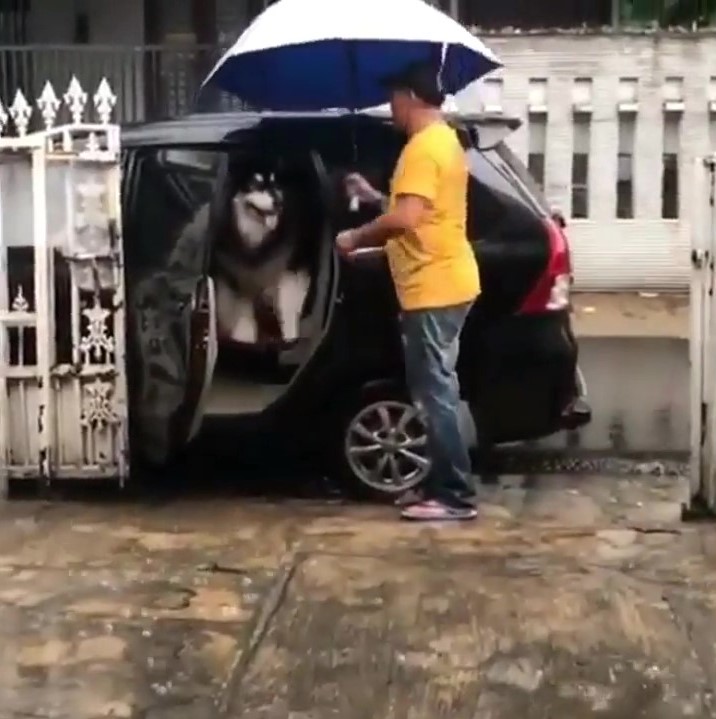 傲嬌阿拉「嫌下雨溼答答」不下車　把拔搬出超強法寶：嗯哼～這還差不多！