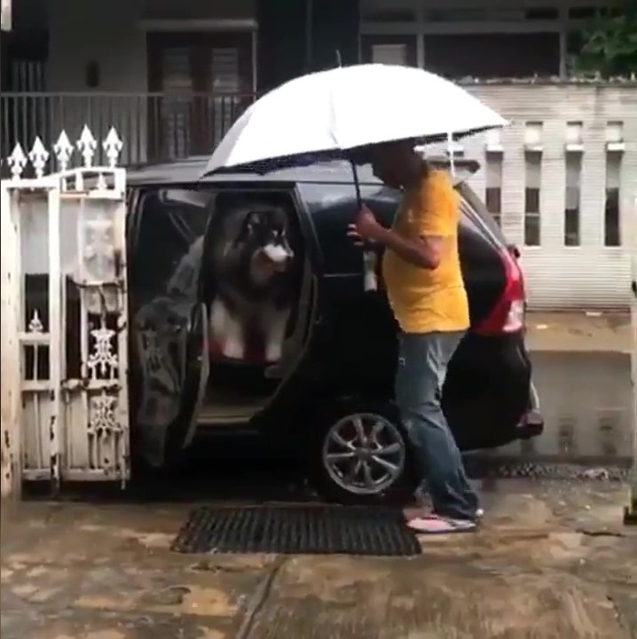 傲嬌阿拉「嫌下雨溼答答」不下車　把拔搬出超強法寶：嗯哼～這還差不多！