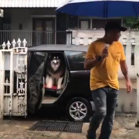 傲嬌阿拉「嫌下雨溼答答」不下車　把拔搬出超強法寶：嗯哼～這還差不多！