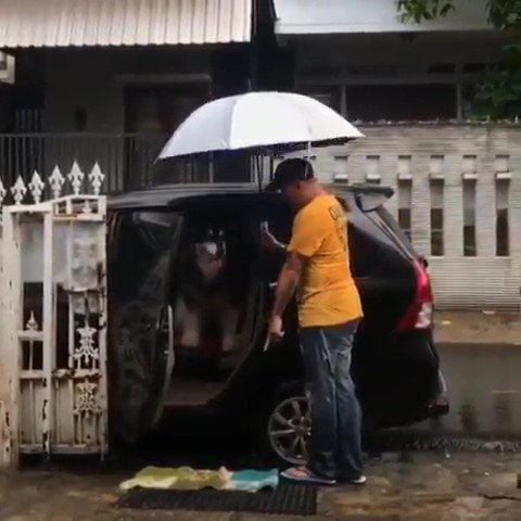 傲嬌阿拉「嫌下雨溼答答」不下車　把拔搬出超強法寶：嗯哼～這還差不多！
