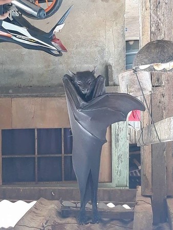 阿嬤養的？巨型蝙蝠「比人還大」掛在後院　網友起底「國寶級品種」連老鷹都怕牠