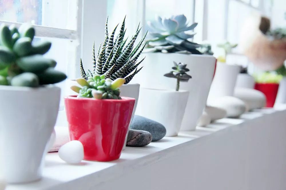 她30歲「不工作、沒男友」靠垃圾改造36坪老舊房　隱居山林「活成仙女模樣」成果美得不像話