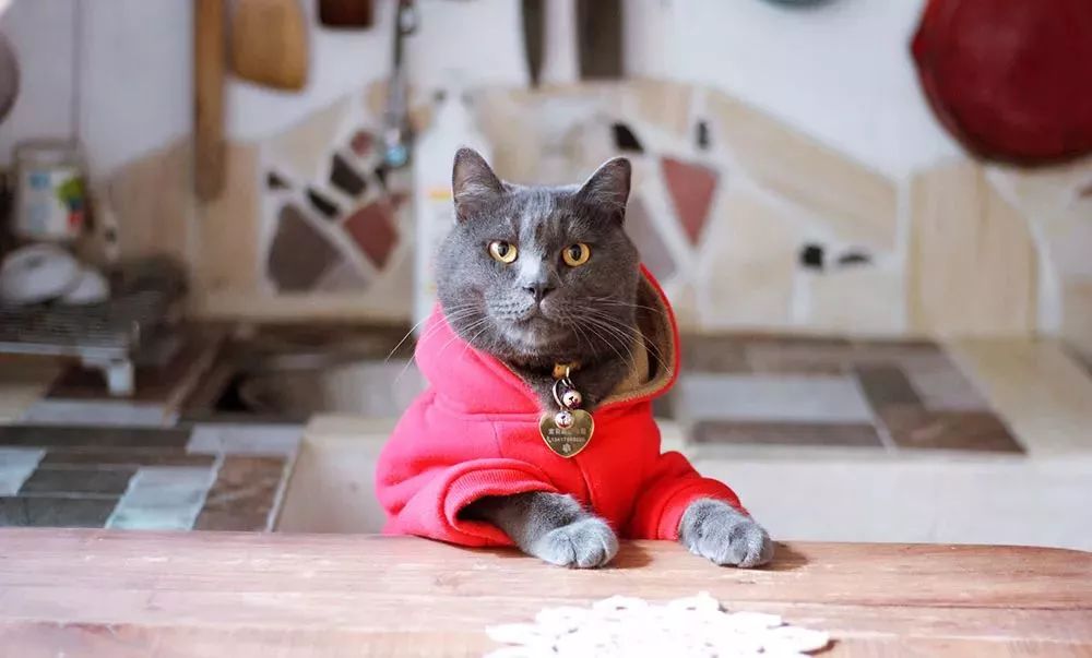 她30歲「不工作、沒男友」靠垃圾改造36坪老舊房　隱居山林「活成仙女模樣」成果美得不像話