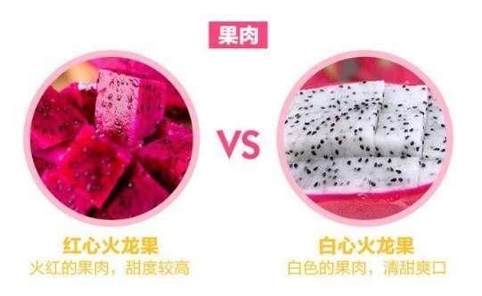 紅心火龍果和白心火龍果「有什麼區別」?學問大了「可不只顏色不同」那麽簡單